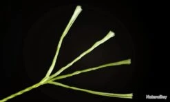 Fil De Peche Multifilament PE 4 Brins 300m, Couleur: Au Choix, Modele: 0.45mm 29.6kg -Daiwaori Magasin 00003 Fil de Peche Multifilament PE 4 brins 300m Couleur Au Choix Modele 0.45mm 29.6kg