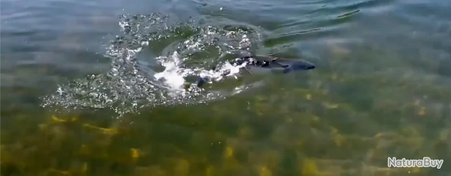 Canne à Mouche EXTREME 3-8WT En Fibre De Carbone 9ft 8wt Combo +bobine En Graphite Ligne De Vol 8 Canne à Mouche EXTREME 3-8WT En Fibre De Carbone 9ft 8wt Combo +bobine En Graphite Ligne De Vol – Image 6